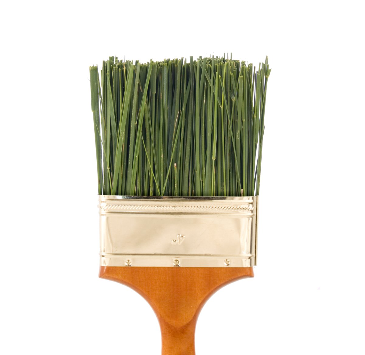 Green-grass-as bristles- in-a-four-inch-paint-brush